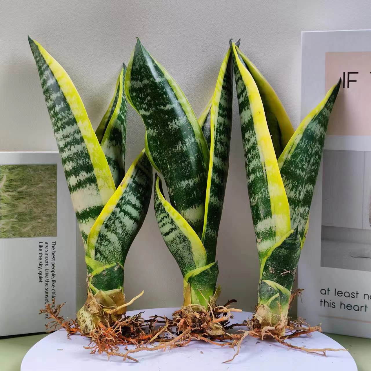 【基地发货】金边虎皮兰霸王兰绿植盆栽室内批发虎皮兰盆栽易活