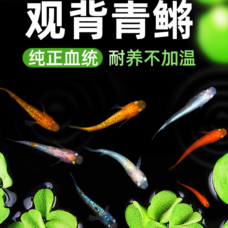 观背青鳉观赏鱼冷水鱼好养耐活小型锦鲤金鱼淡水鱼不打氧活体鱼苗