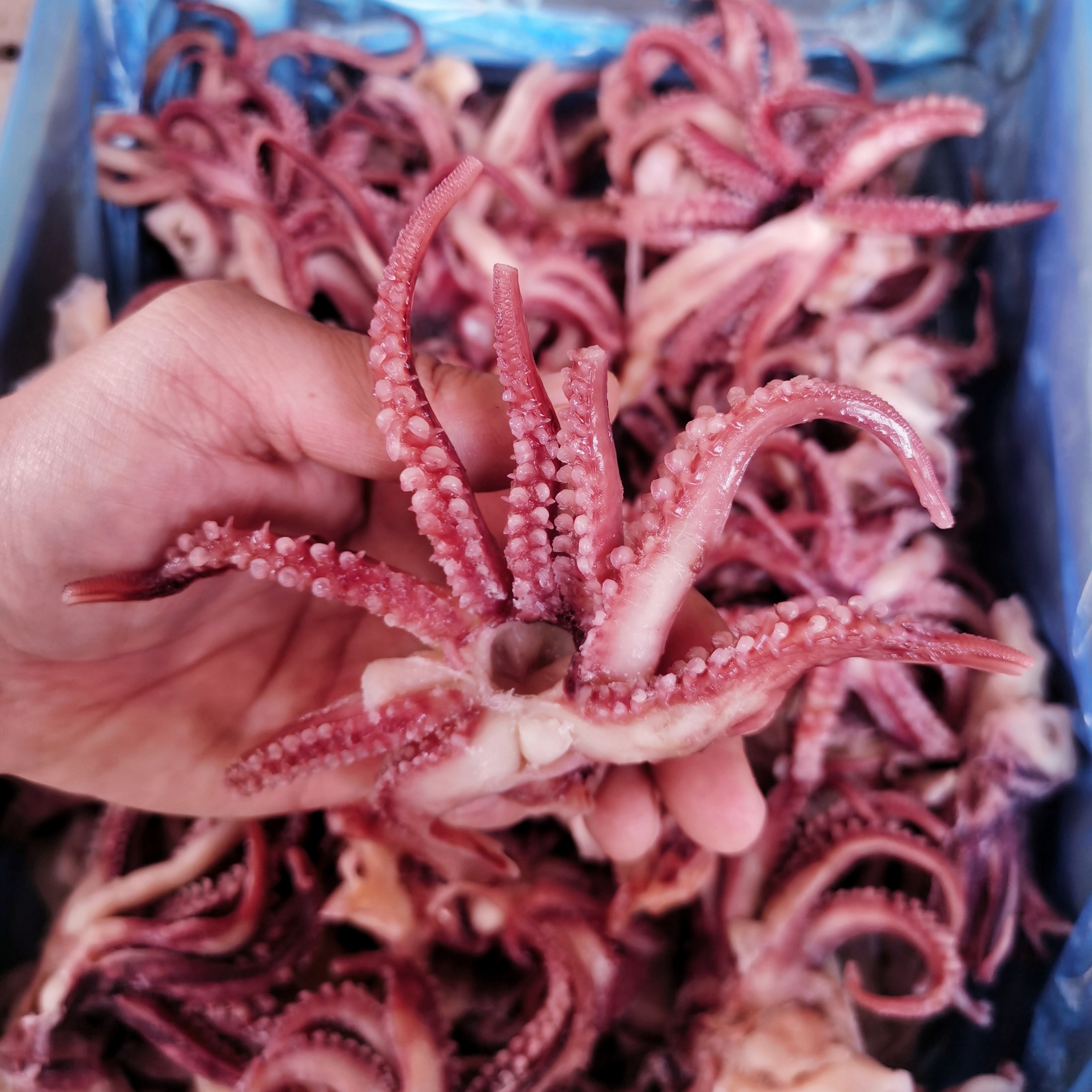 小鱿鱼须新鲜速冻鱿鱼头现切小八爪须冷冻章鱼足海鲜烧烤火锅食材