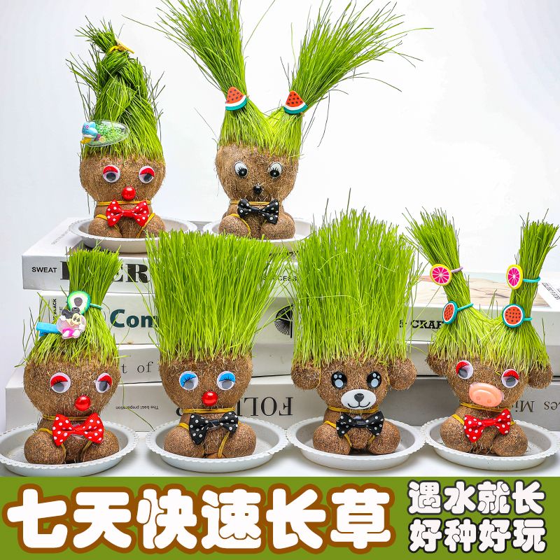 草头娃娃头上长草娃娃儿童种植小盆栽种草绿植观察植物生长幼儿园