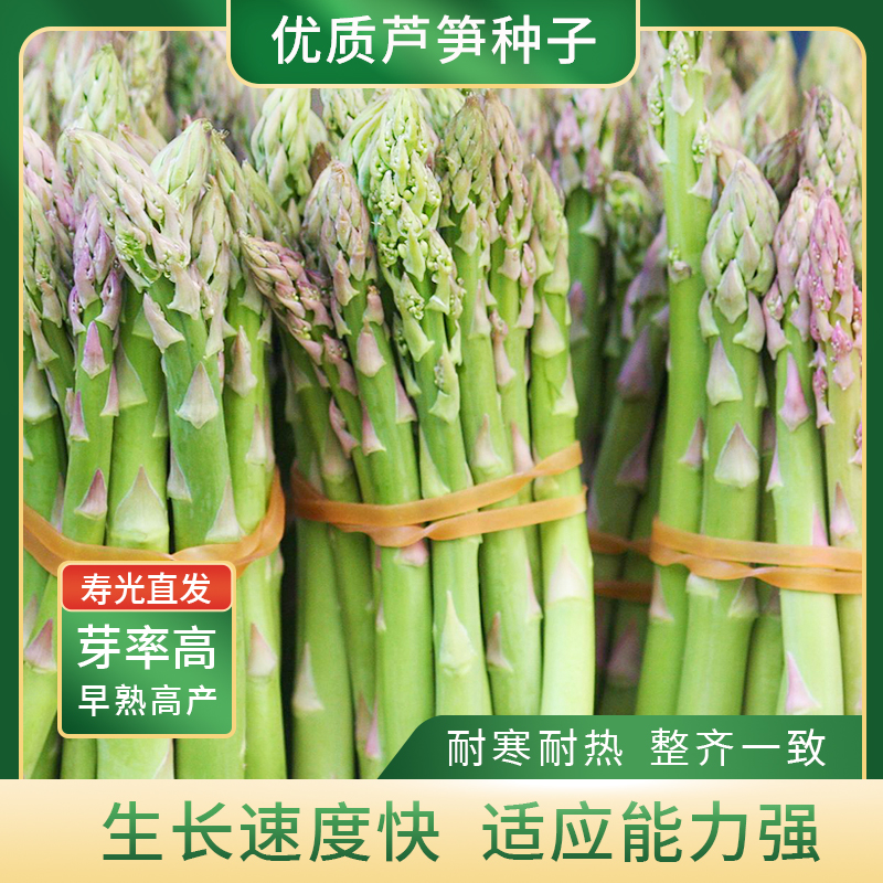 多年生芦笋种子高产耐寒阳台盆栽小院四季种植芦笋根苗种籽