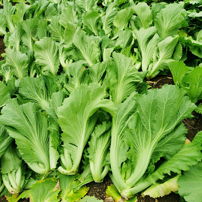美农汇 水东芥菜种子厚肉鸡心甜芥菜四季播盆栽广东灯笼芥菜味爽