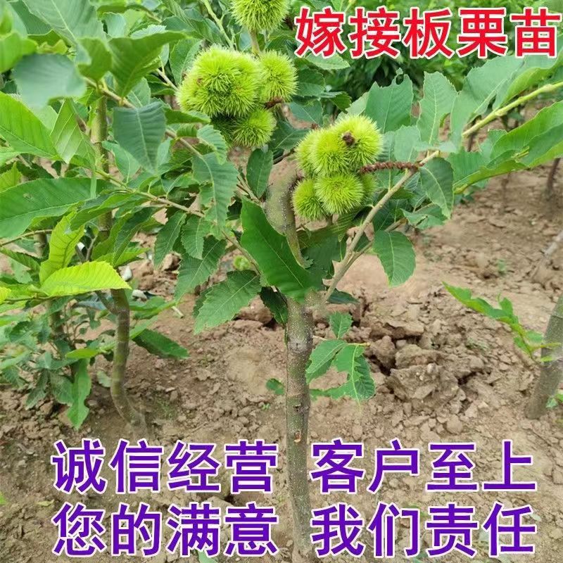 板栗树苗嫁接水果大红袍迁西板栗树苗南北方山坡丘陵地栽水果树苗