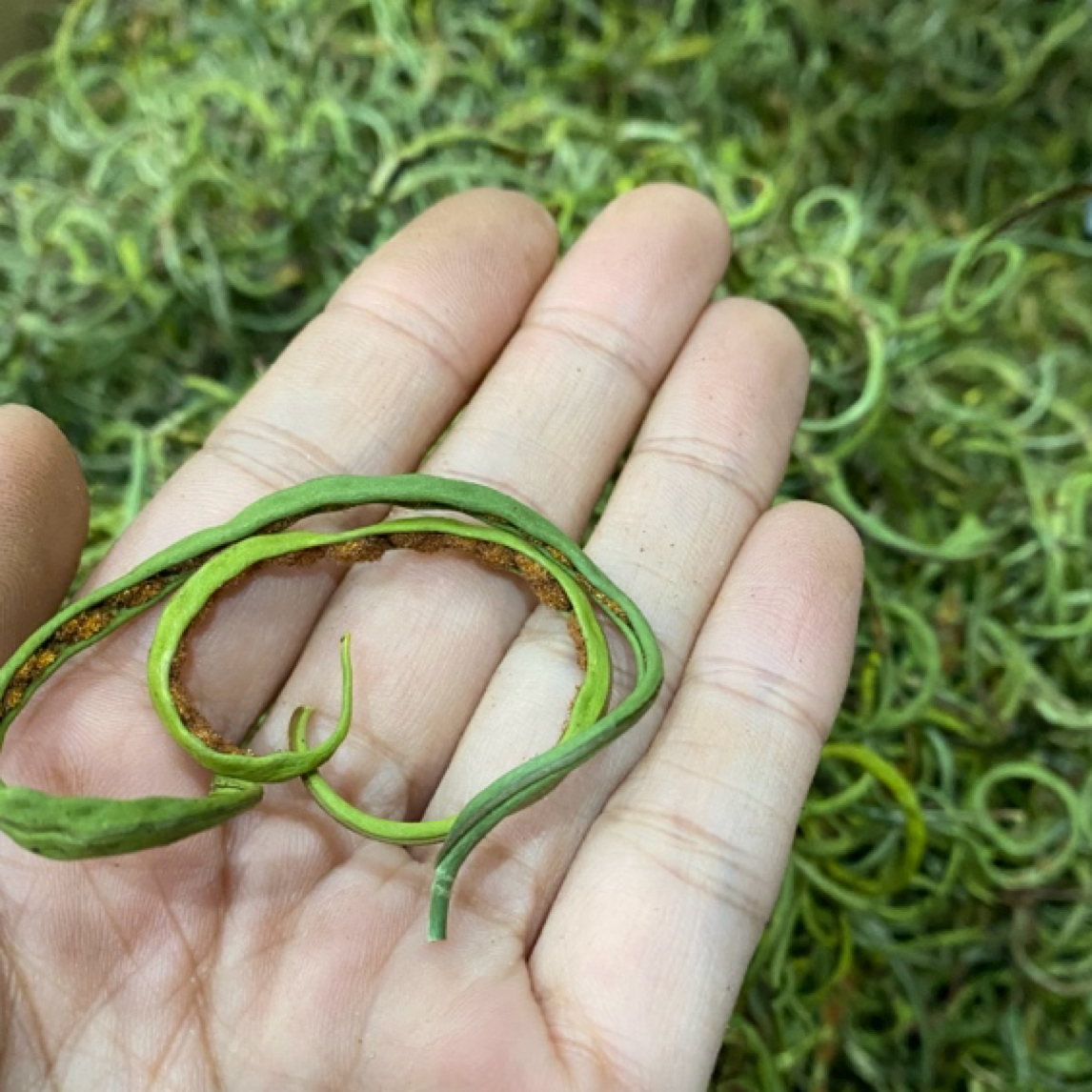（全孢子）长白山嗷嗷草 经草手工精选