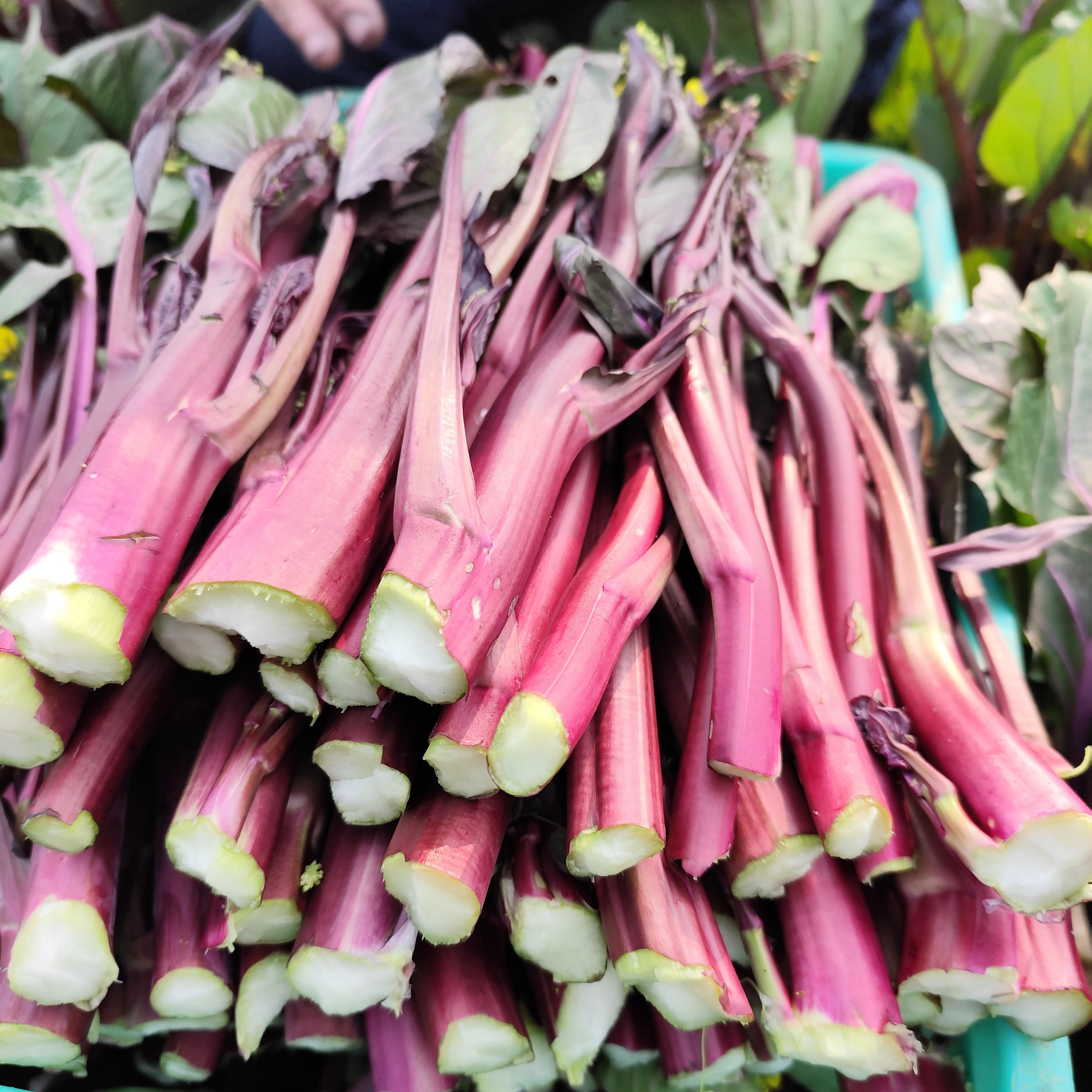 湖北农村露天打霜红菜苔红菜薹精品应季
