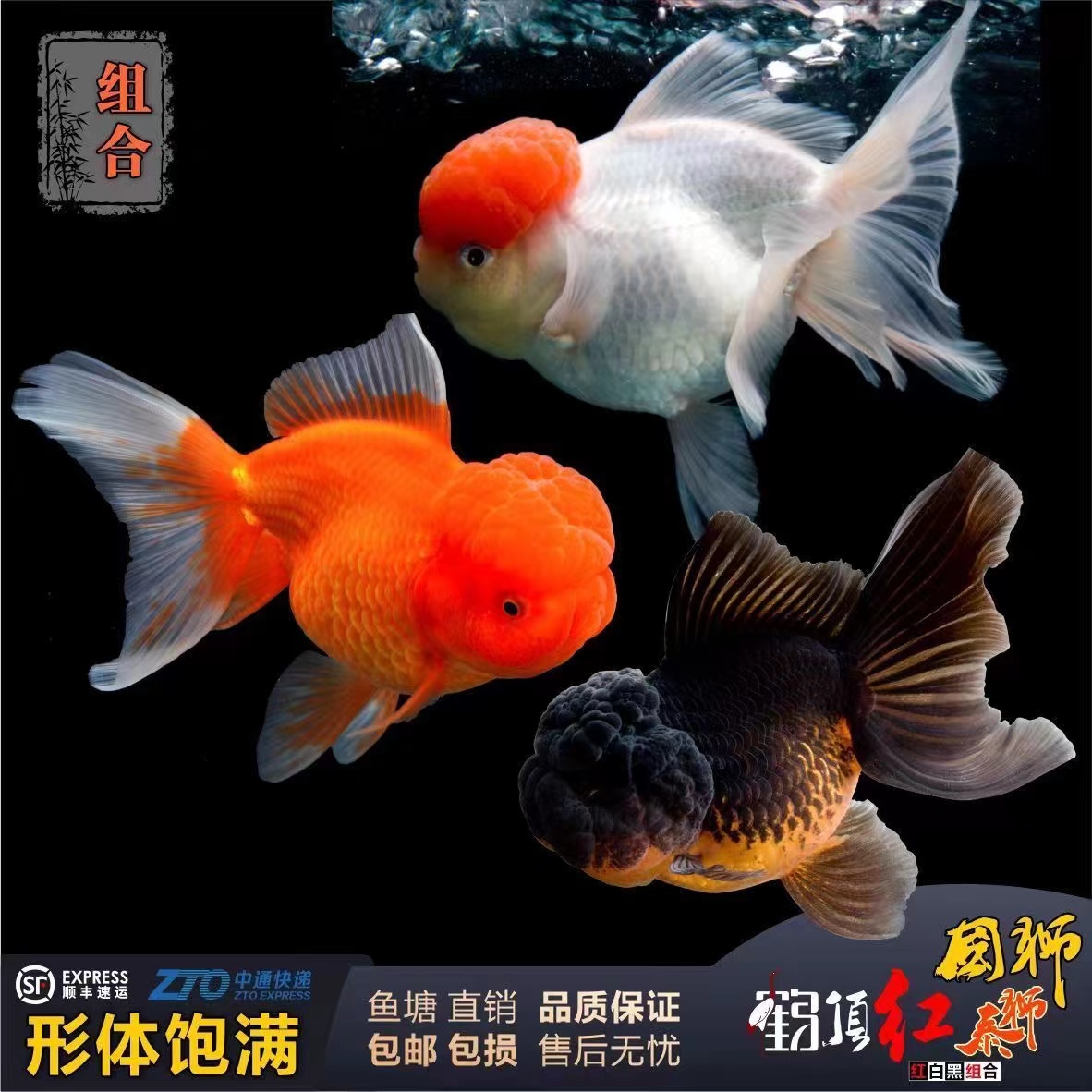 精品观赏鱼花元宝红泰狮花泰狮金鱼冷水鱼小型【到货请录开箱视频】