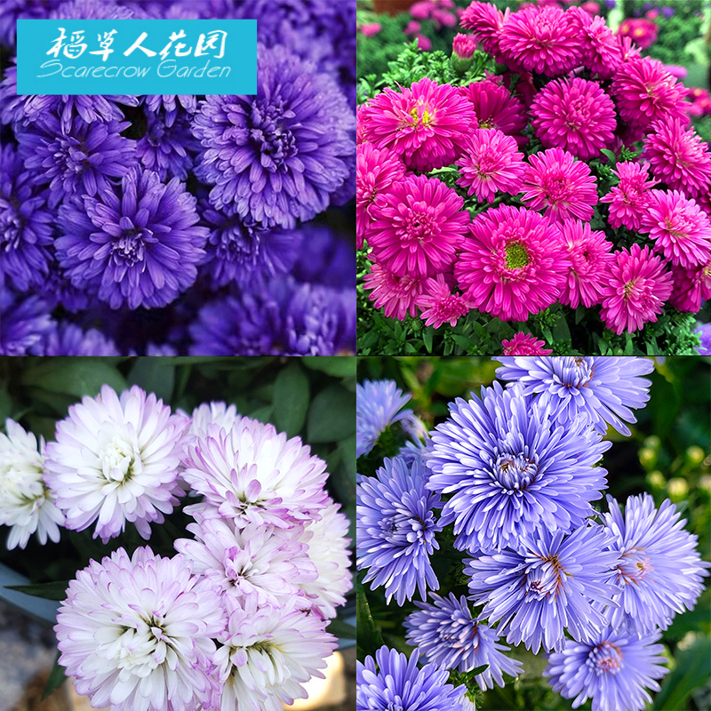 野路菊紫菀荷兰菊莎夏纽约妮可伊娃蓝宝石小卡罗珠玉之卵金光菊