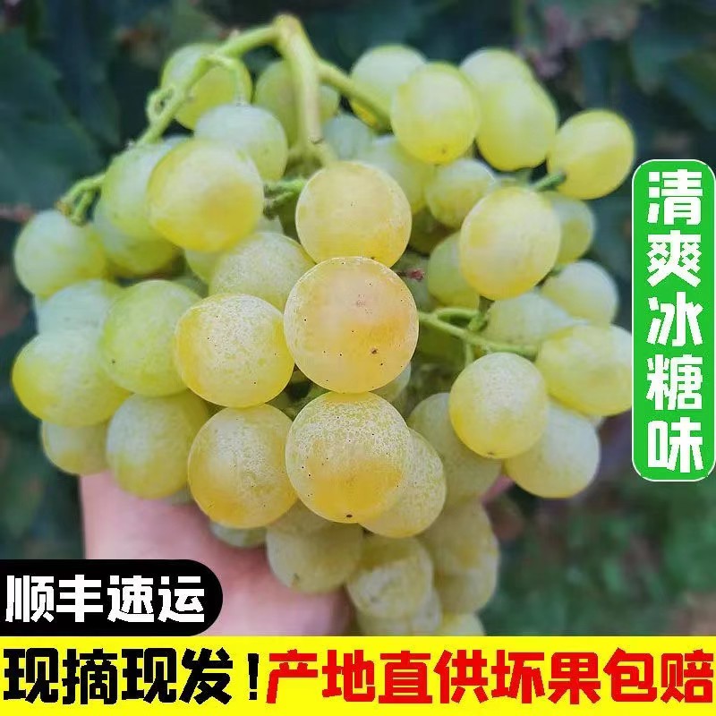 山东大泽山白玫瑰香葡萄泽山一号新鲜水果顺丰包邮