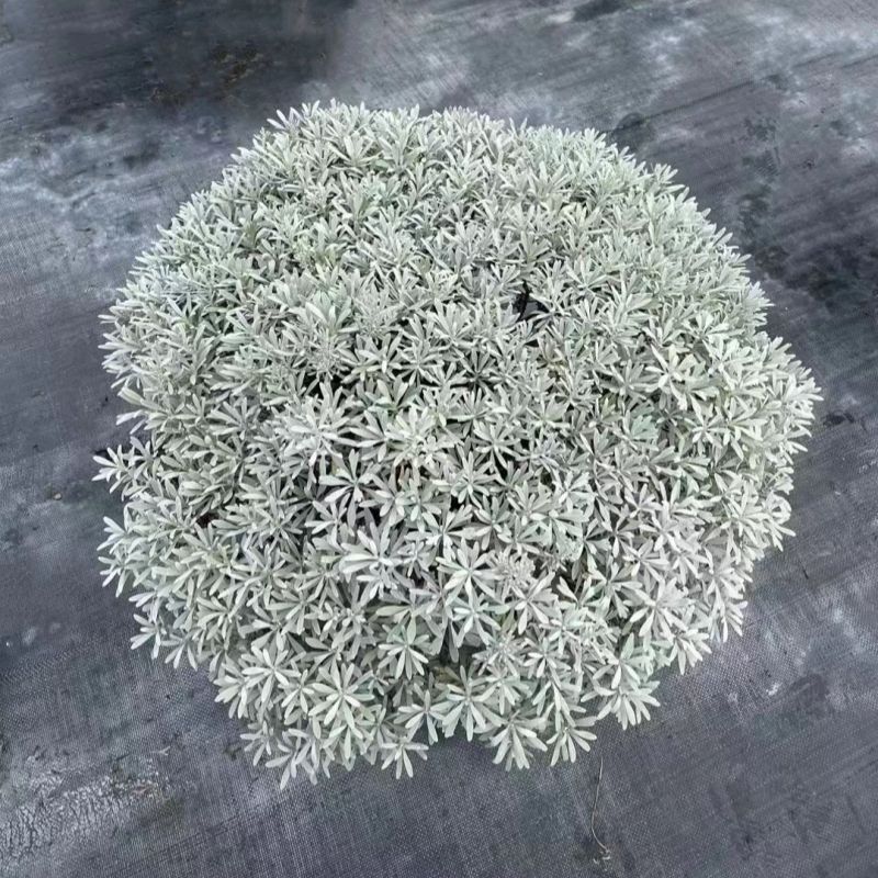 芙蓉菊盆栽银艾玉芙蓉海芙蓉苗白艾花卉阳台庭院雪艾花园别墅绿植