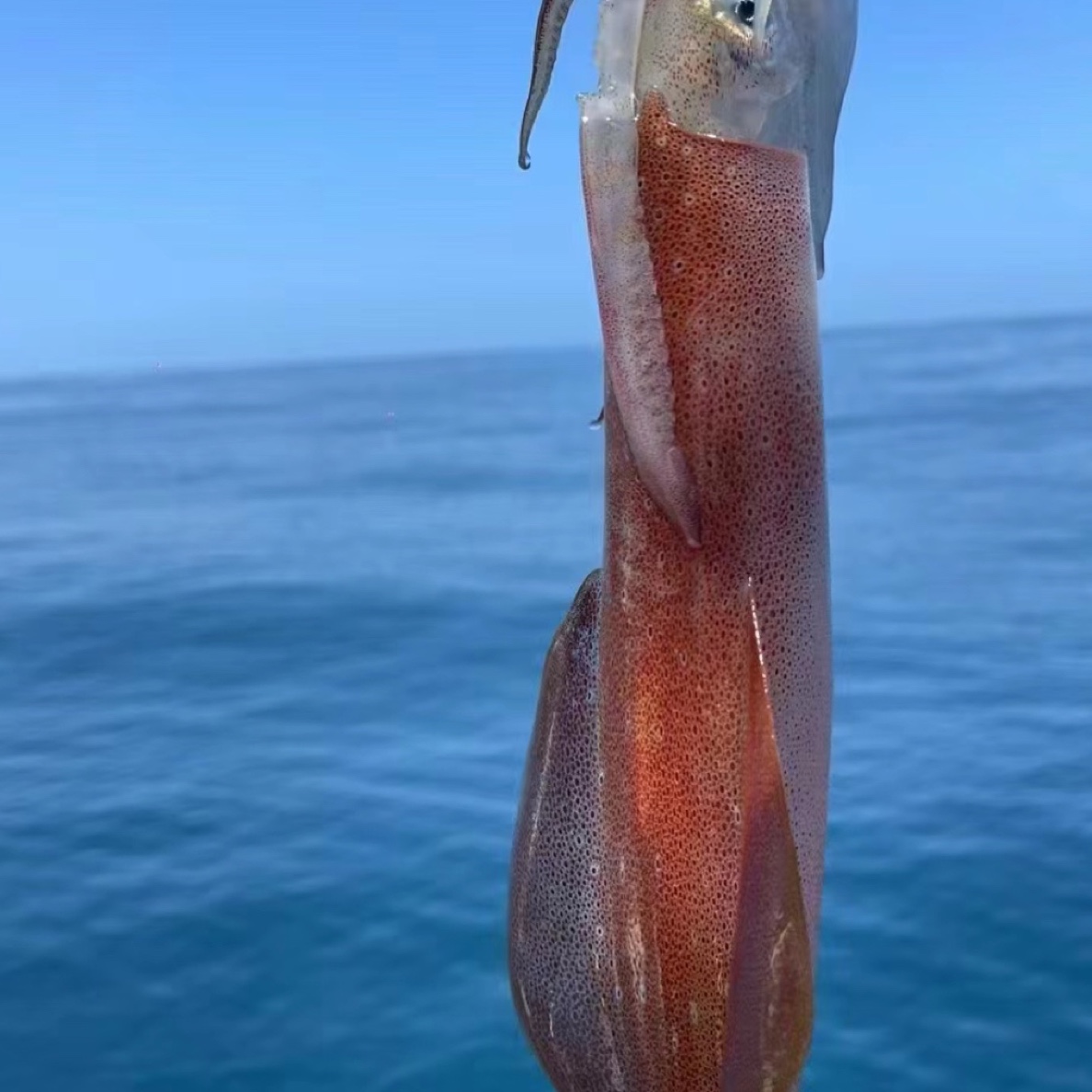 福建东山岛手钓鱿鱼2.4斤（4-5条）生鲜白灼冰镇美味爆炒搭芥末酱油