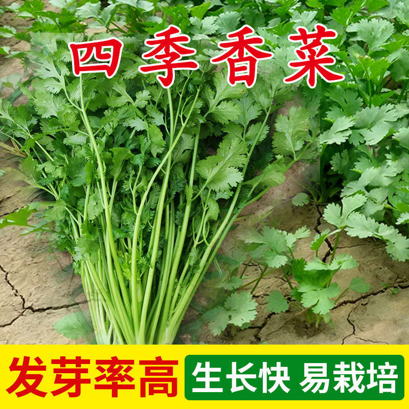 香菜种子四季速生芫荽家庭室内盆栽香菜种籽播种简单耐旱蔬菜种籽