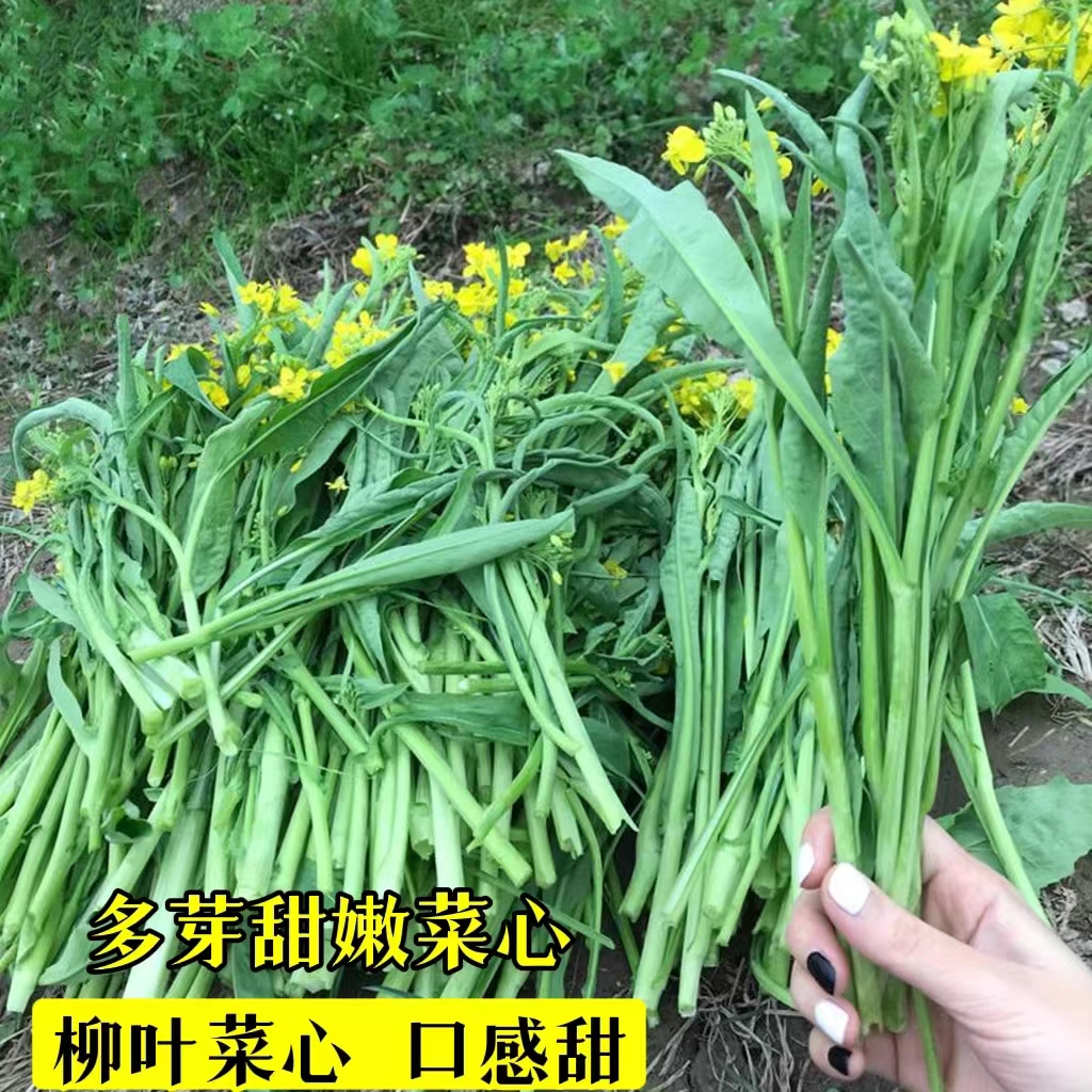 【柳叶菜心种子】多芽多笋尖叶菜心卷叶菜苔高产抗病春秋冬蔬菜种子