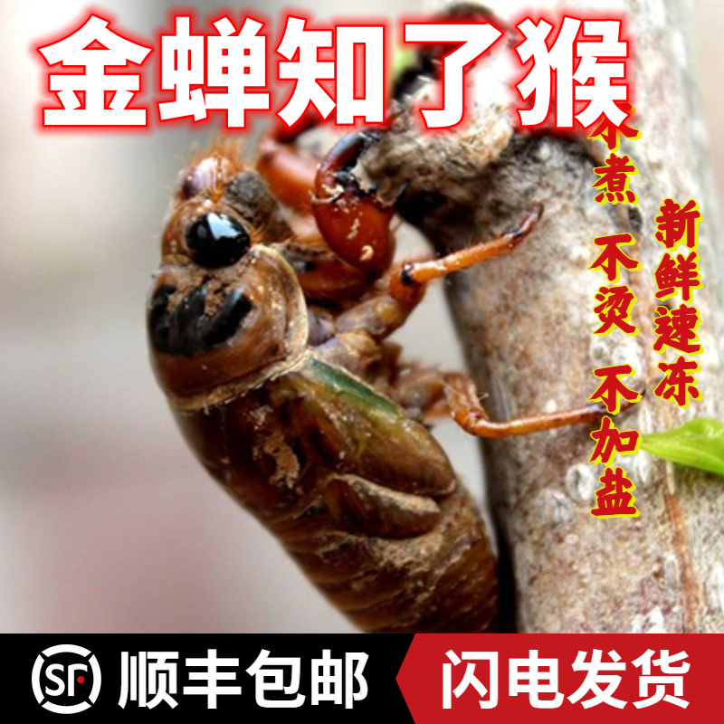 2025年新货 知了猴 现捉 金蝉  知了 爬叉   知了龟  顺丰包邮
