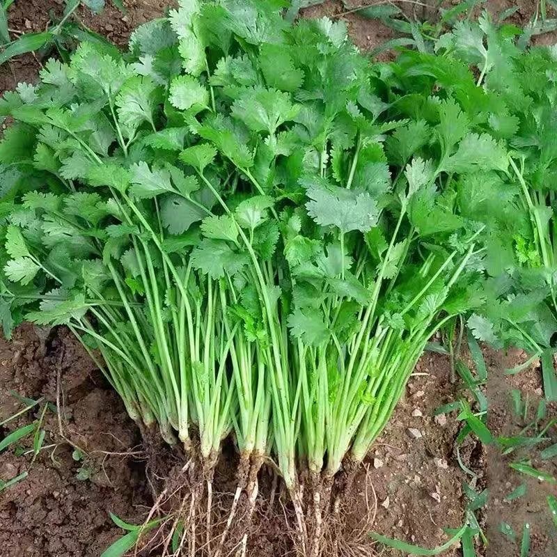 耐寒香菜种子香耐抽薹芫荽种籽春秋四季蔬菜盆栽学种菜