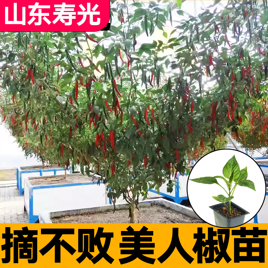 摘不败香辣美人椒秧苗辣椒树海椒线椒种子干鲜两用四季盆栽优质苗