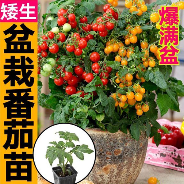 四季盆栽矮生小番茄秧苗红黄黑樱桃西红柿圣女果种籽观赏食用阳台