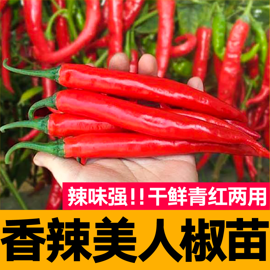 香辣美人椒秧苗四季春秋盆栽辣椒树苗海椒种子四季青红两用辣椒籽