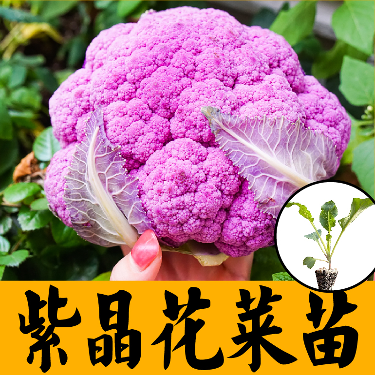 春秋四季紫色花椰菜苗秧紫晶一号花菜种苗耐寒耐热阳台盆栽带土