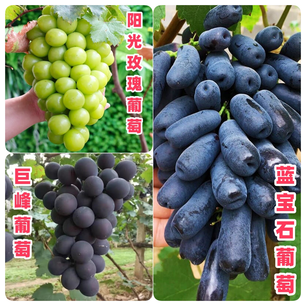蓝宝石阳光玫瑰巨峰葡萄苗南北方盆栽地栽抗旱耐寒拍正装送肥料