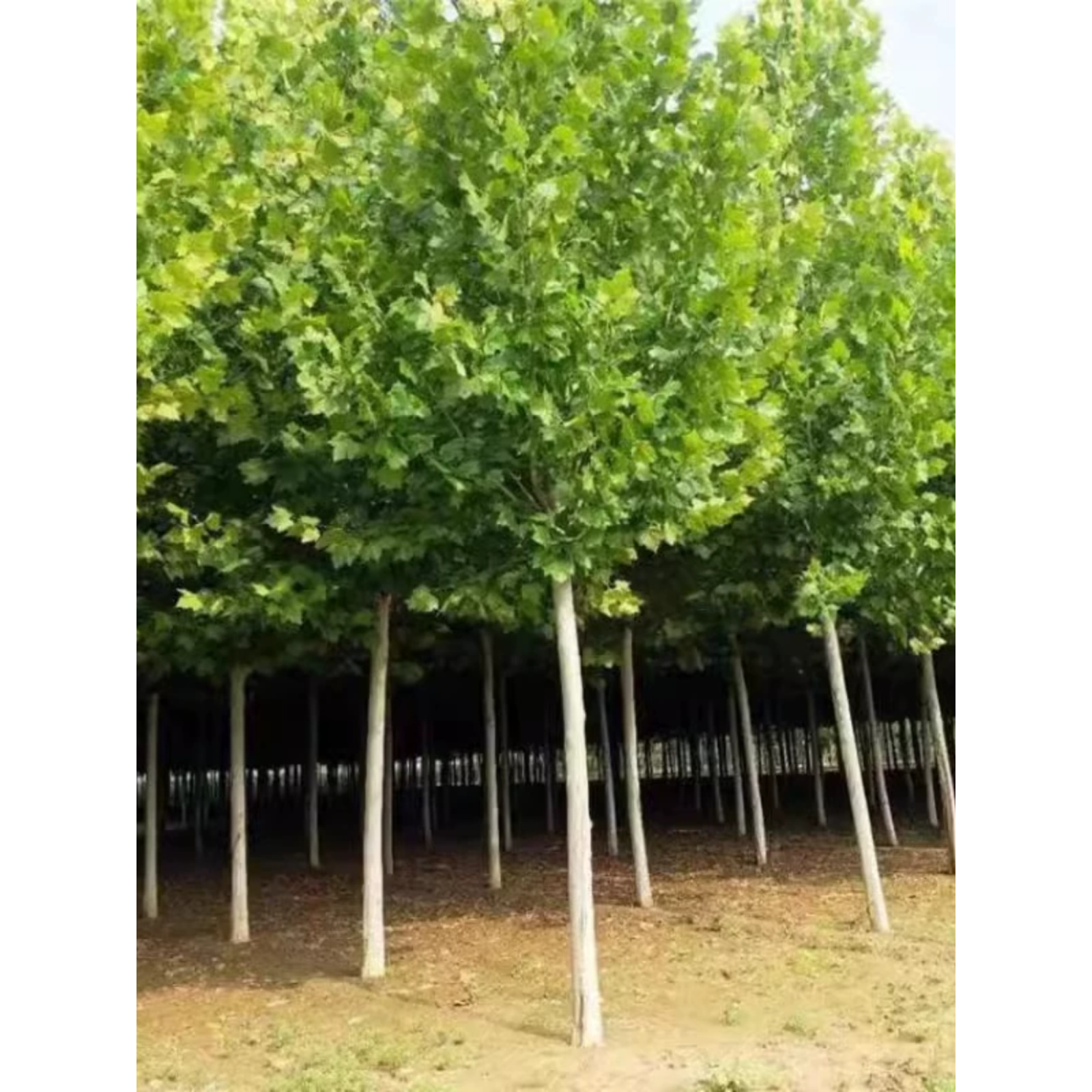 绿化苗木青桐梧法桐树庭院别墅绿化观赏风景苗木植物四季常青耐寒