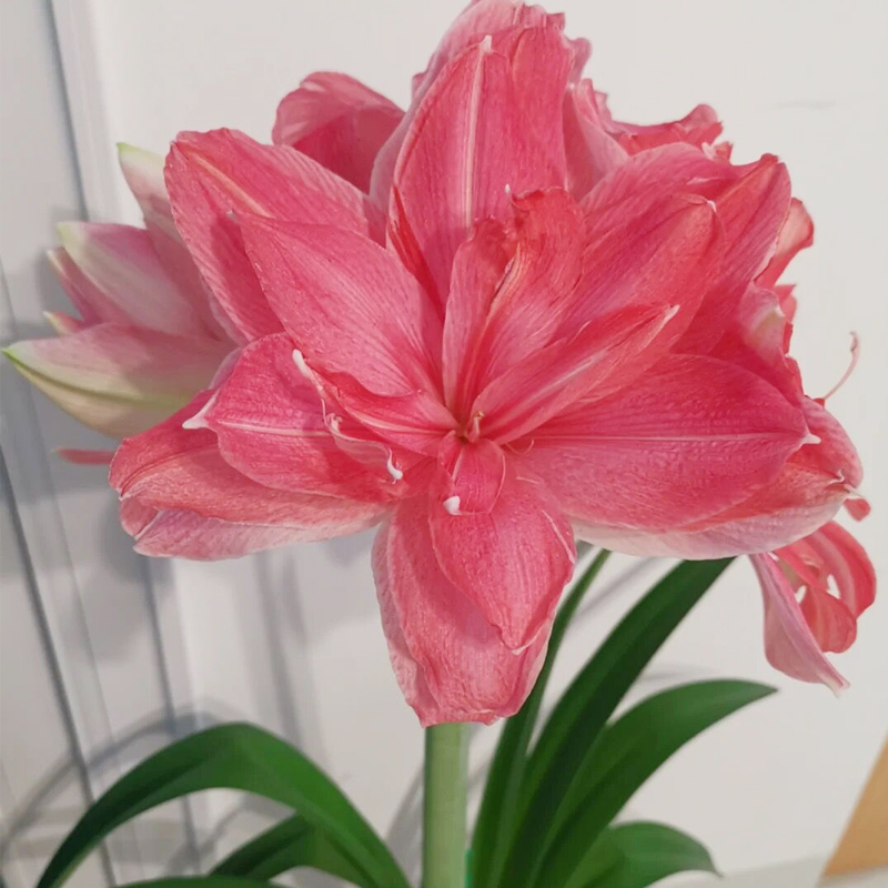 糖果仙女 荷兰进口重瓣朱顶红种球大球包对版多年生阳台盆栽地栽