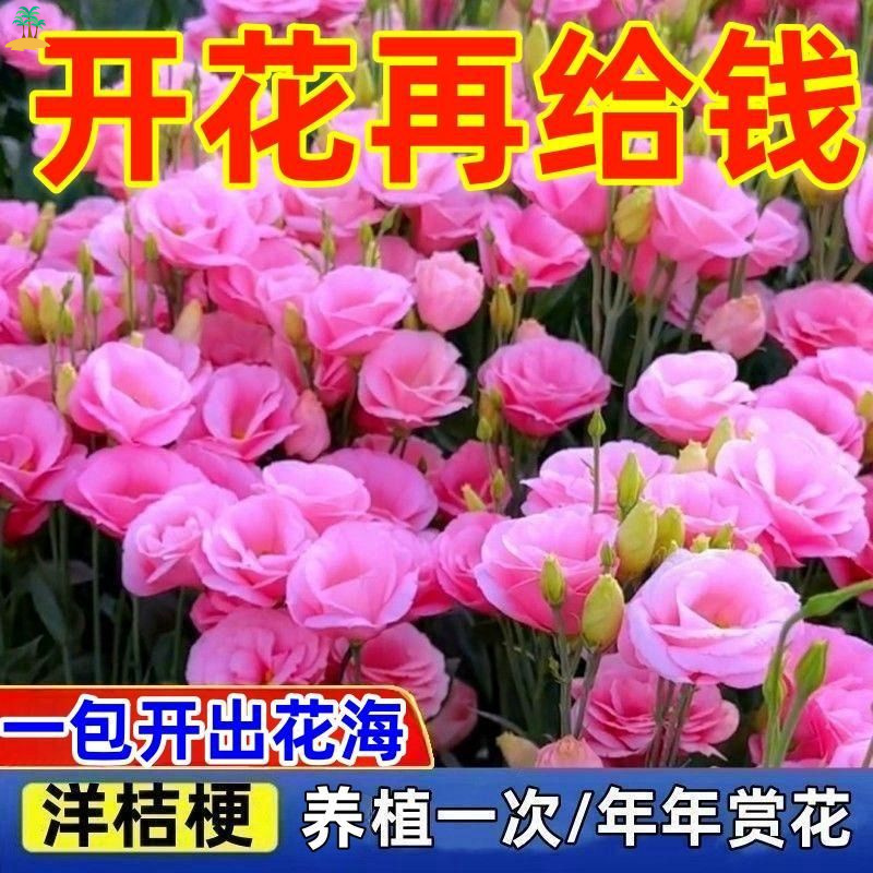 【耐热耐寒】洋桔梗花正宗四季养殖室内室外花四季开花客厅四季菜籽