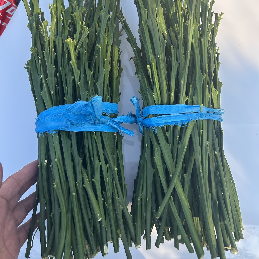 爱媛62号嫁接枝条9月早熟源头苗圃安徽发货下单现剪草本