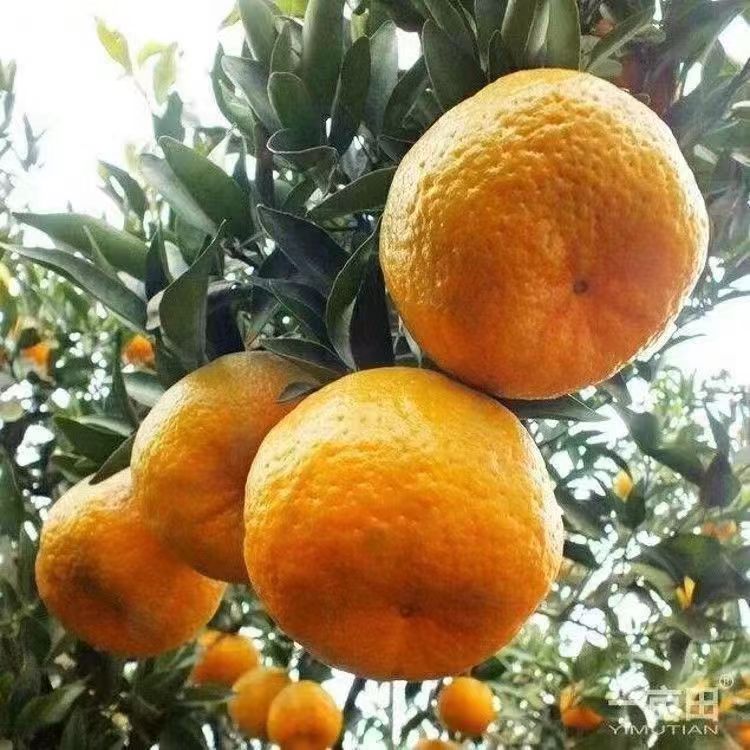 正宗四川椪柑芦柑碰柑新鲜发货丑橘子抖音团购媛红水果当季热卖