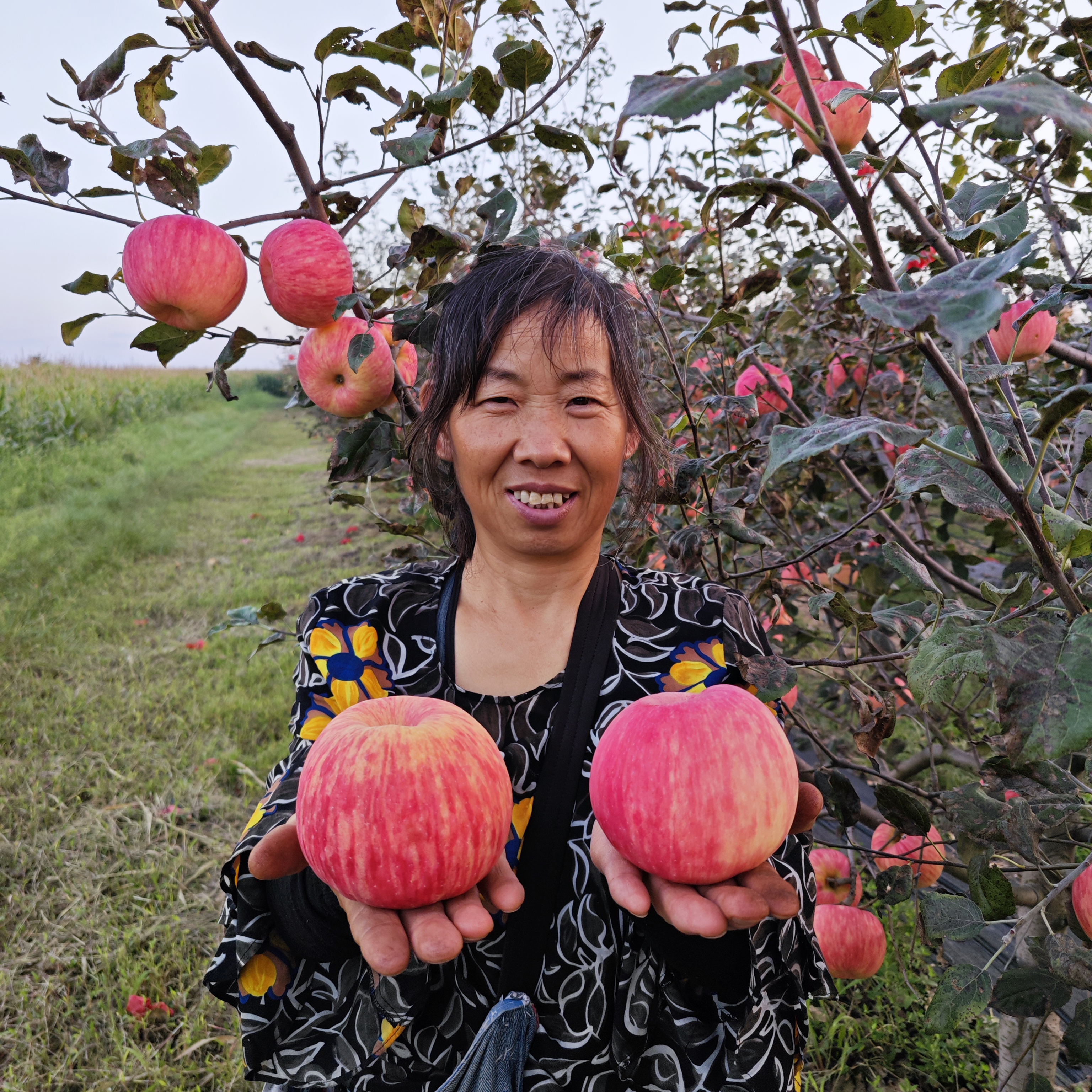 山礼怡君【粉丝福利】优选精品红富士苹果陕西宜君苹果5斤包邮