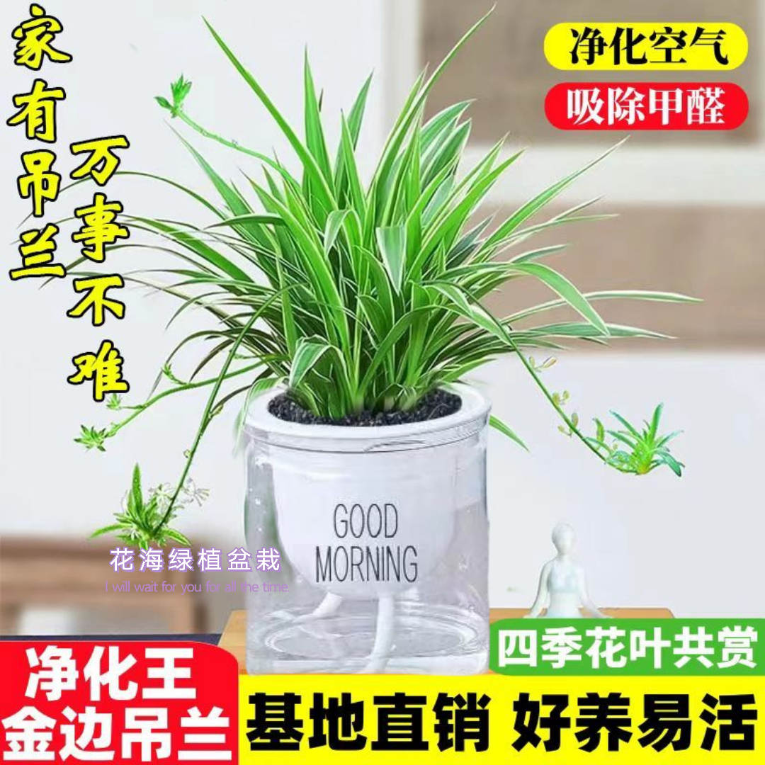 【净化空气】金边吊兰垂吊植物室内花卉盆栽吸除甲醛绿植好养易活