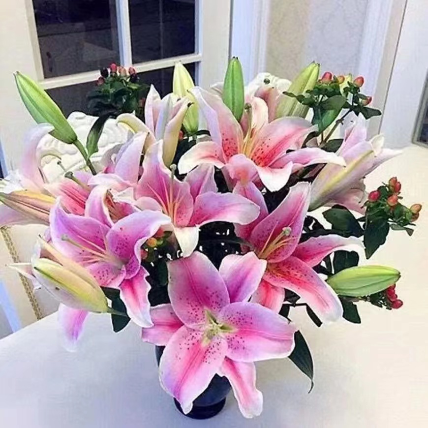 香水百合种球室内地栽盆栽浓香大花耐寒四季根系盆底栽培种植春天