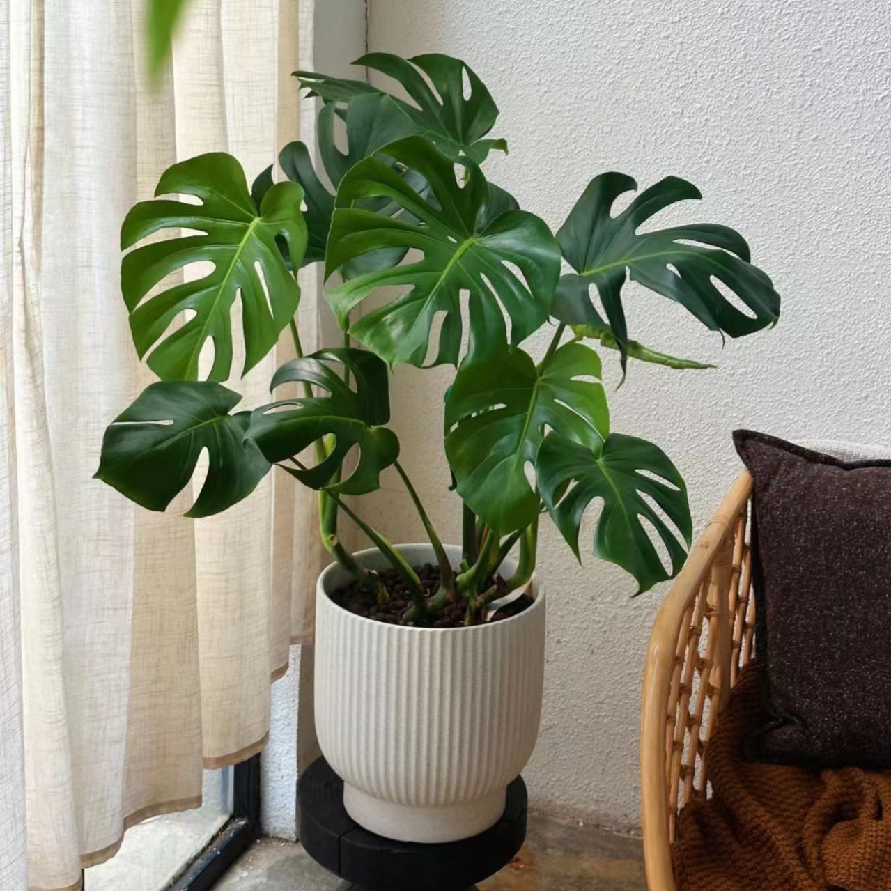 龟背竹  室内绿植四季常青净化空气吸甲醛好养易活土培水培