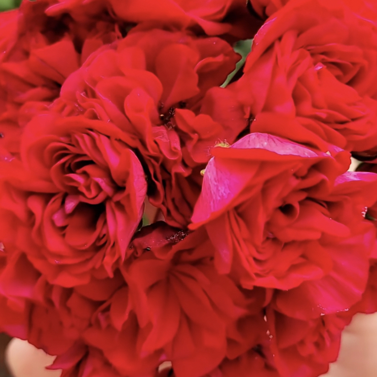 玛雅.进口半兽系新品天竺葵