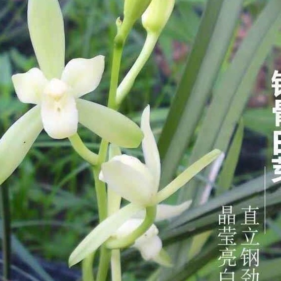 坤霖花卉随机安排6个品种祼根发货的福利款！每个品种2-3苗不等。