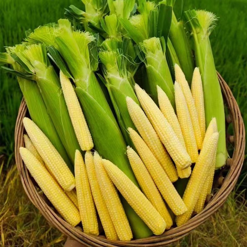 广西横县玉米笋新鲜带皮现摘现发嫩脆甜小水果玉米母指玉米芯