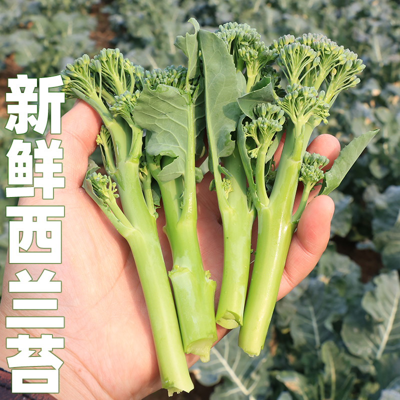 新鲜西兰苔湖北农家露天时令应季新鲜蔬菜清甜鲜嫩脆爽手指西兰花