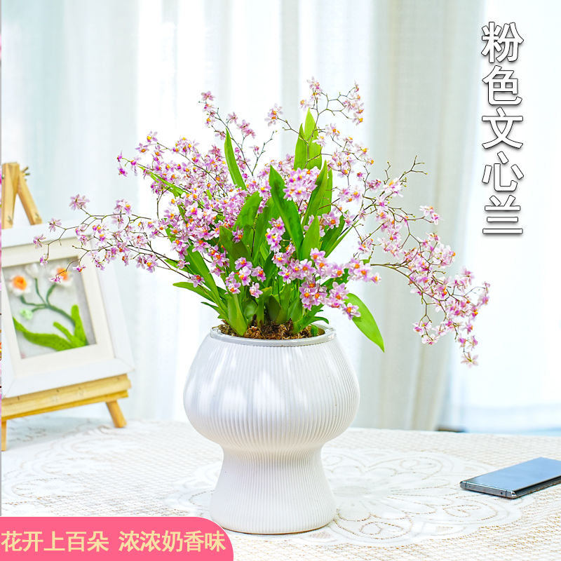带多花苞浓香型梦香文心兰吉祥跳舞兰盆栽植物室内客厅花卉水培