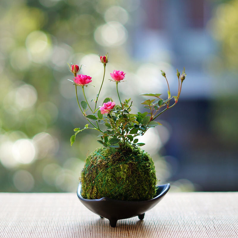【带花苞常年开花】苔藓球超微月季室内迷你小花卉盆栽绿植