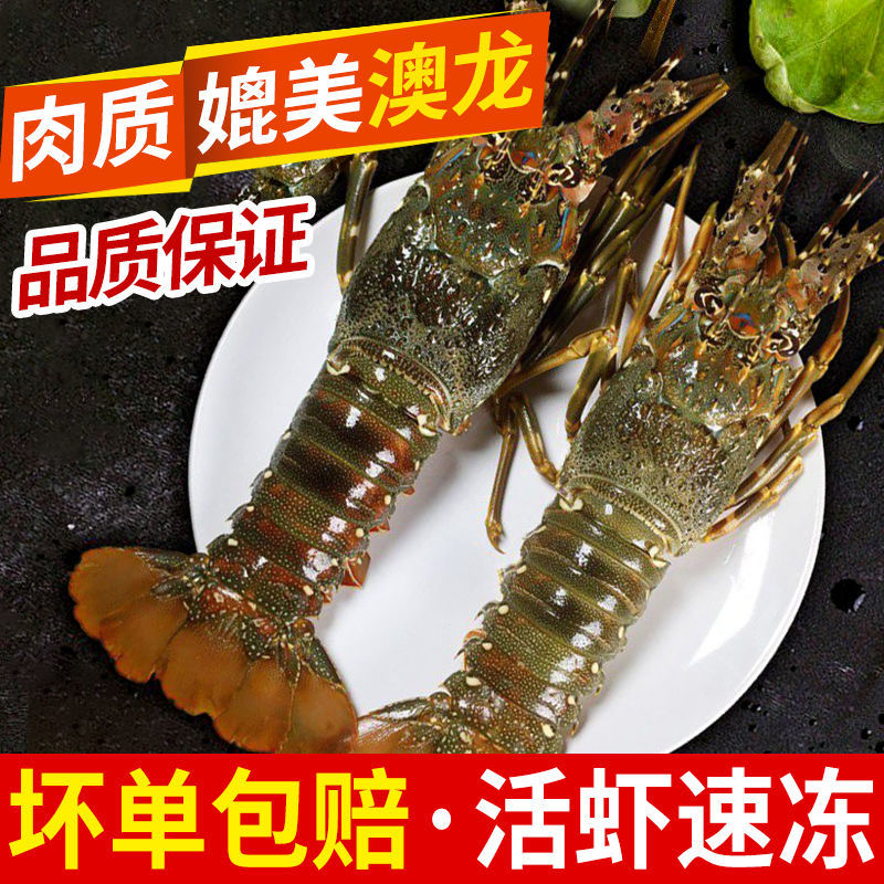 野生速冻青龙虾一只顺丰冷链直发冷冻青龙一只