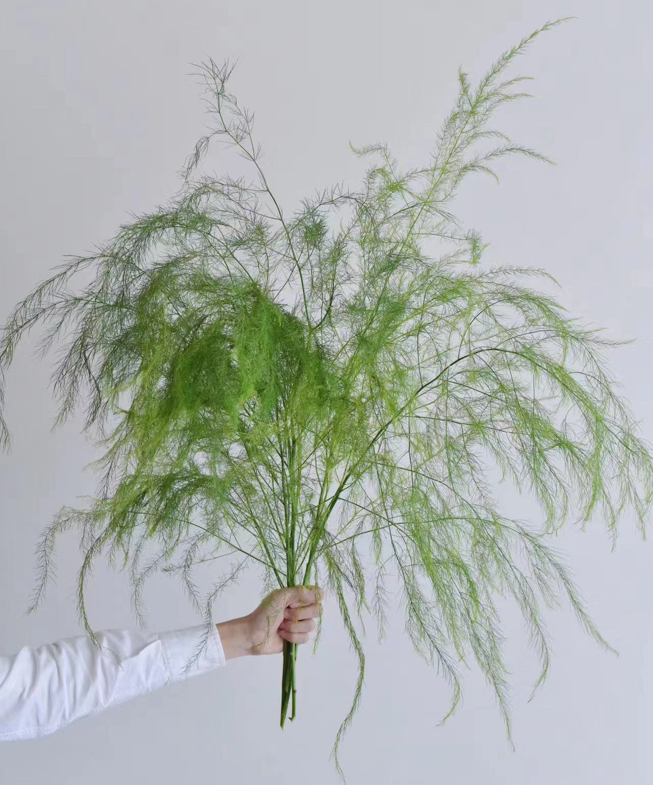 芦荀草婚庆鲜切花新鲜配草叶材花店鲜花芦笋草花束