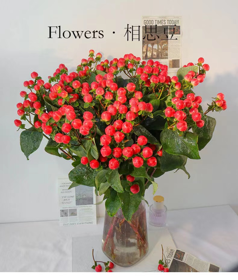 鲜花云南相思红豆花鲜切花刚草方豆火龙珠钢草基地鲜花直发婚庆