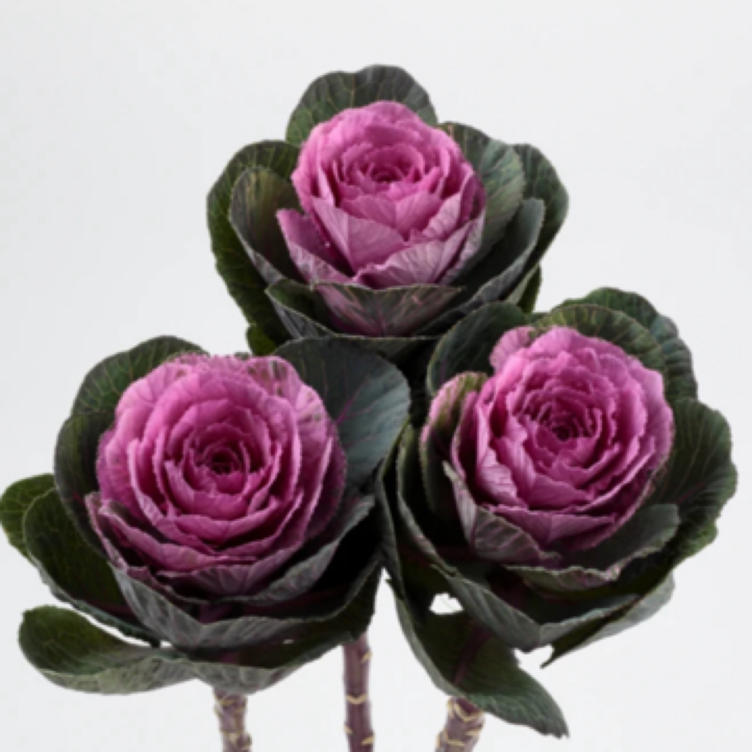 【一物一拍】多头羽衣甘蓝耐寒耐晒盆栽地栽好养易活