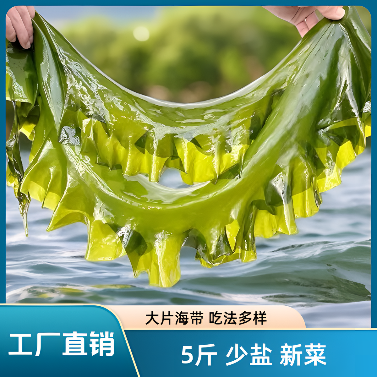 迅海大连海带工厂直发5斤整箱批发新鲜打捞营养盐渍饭包海带