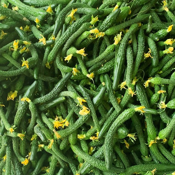 山东现摘小黄瓜新鲜小黄瓜扭拇指粗细腌制酱瓜咸菜蔬菜专用3/5斤