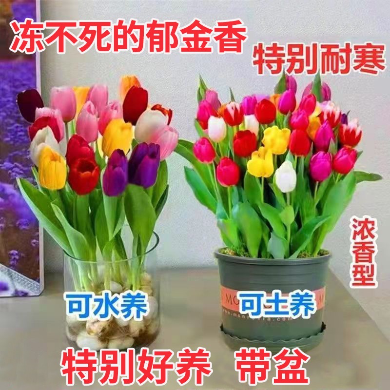 郁金香种球耐寒植物多年生阳台庭院室内花卉水培盆栽浓香型红色