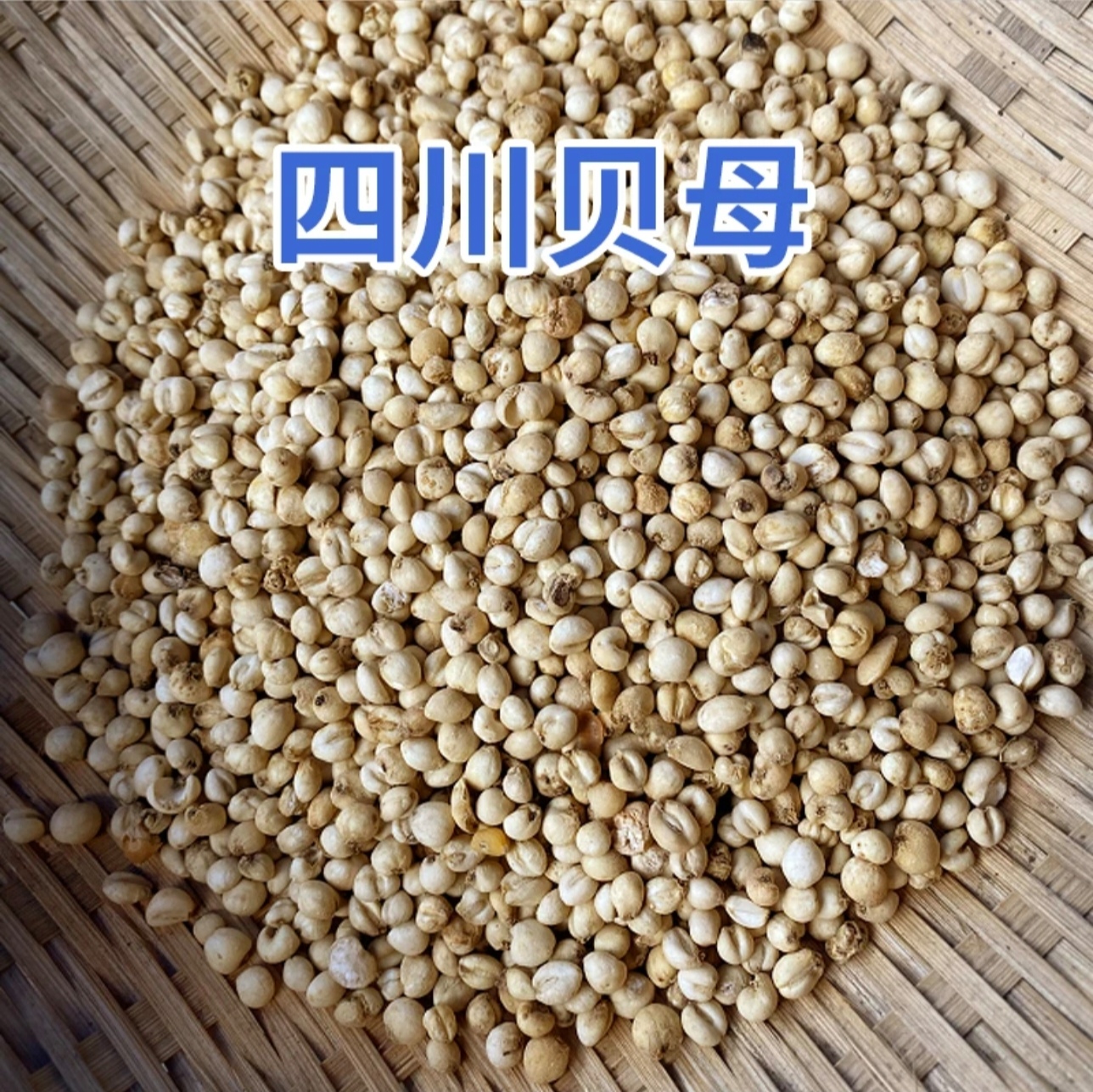 正品川贝母野生无硫中药材贝母粉川贝粒野生松贝川贝可炖雪梨