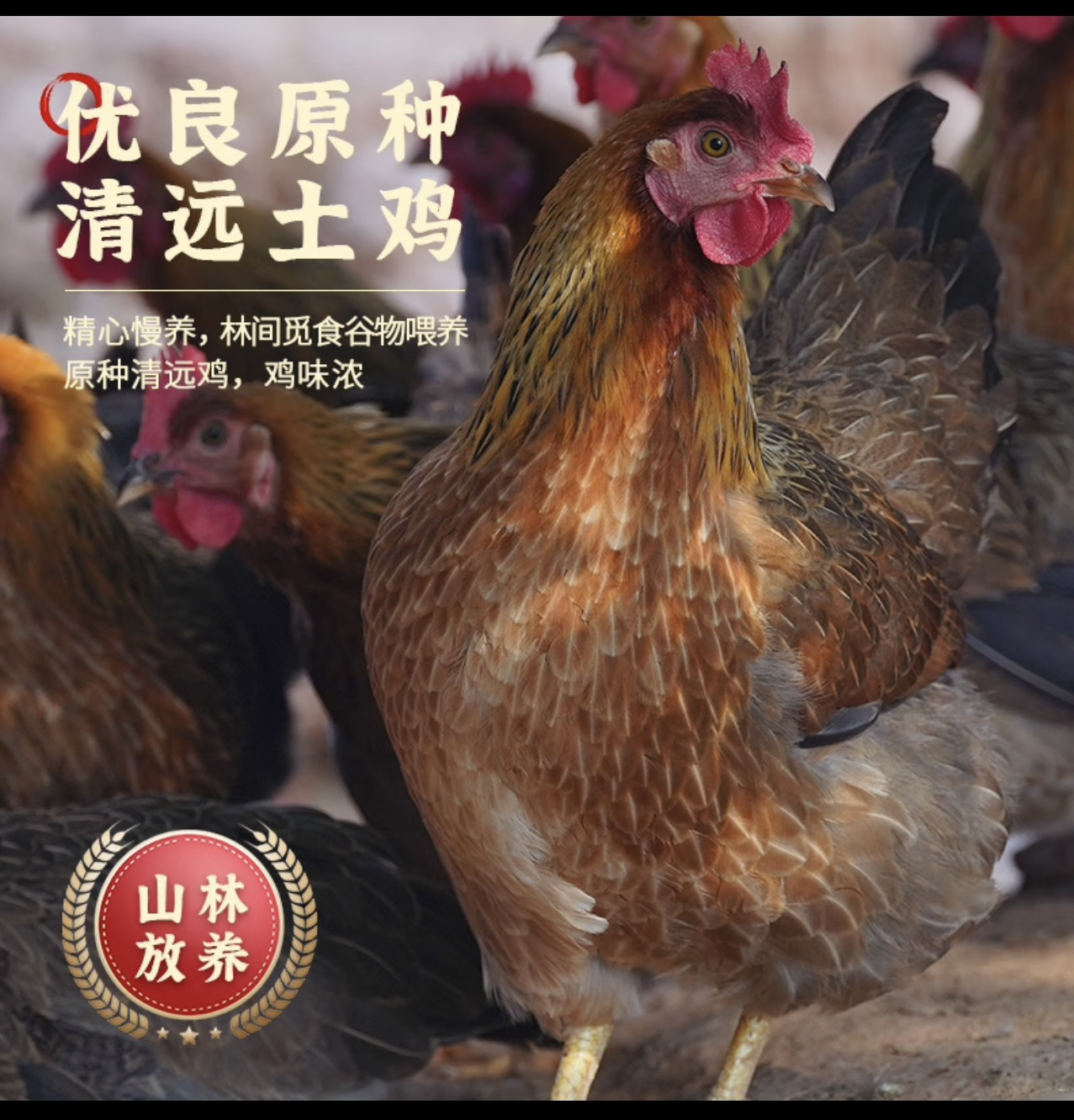 发深圳散养走地鸡 椰子月子餐专用  现宰走地鸡毛重 3.3-3.6 斤