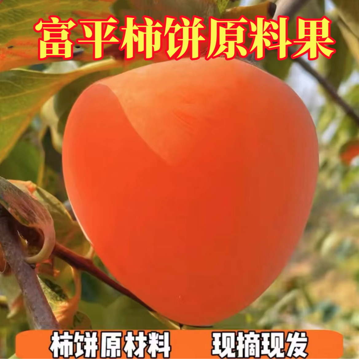 【头茬富平大尖柿】陕西富平尖头柿子富平柿饼冰柿原材料放软3.8斤