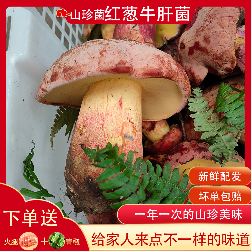 新鲜见手青红葱牛肝菌深山美味食用蘑菇山珍食材冷链包邮菌子250g