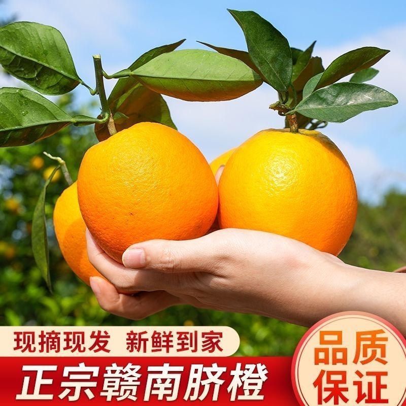 正宗江西赣南脐橙信丰脐橙农家甜橙子现摘新鲜水果产地直发5斤9斤